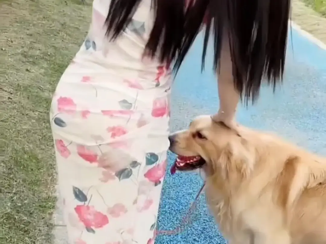 抖音香香公主与爱犬金毛完整版在线观看-直播回放免费看-网盘资源免费领取